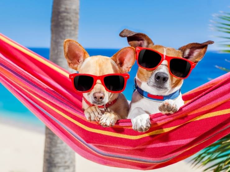 cani in vacanza