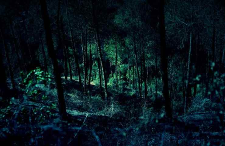 Bosco di notte