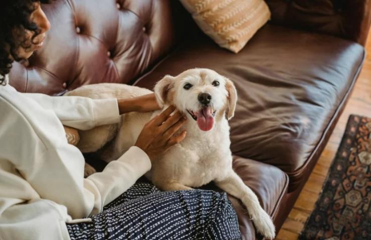 cane riceve coccole sul divano