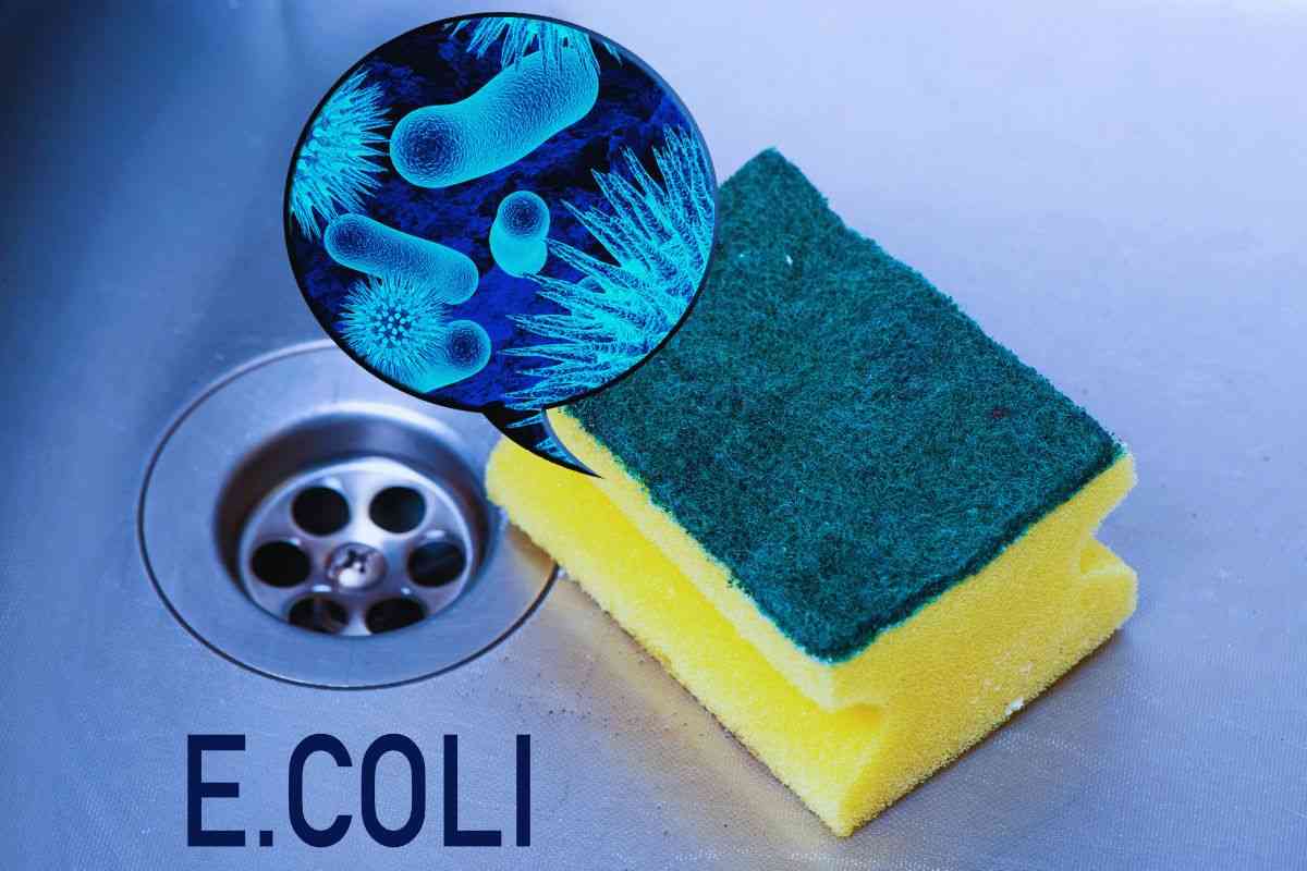 Spugna per pulire piatti, immagine batteri e scritta "E.Coli"
