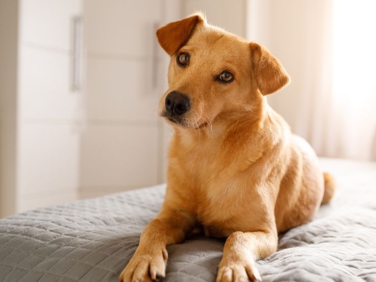 cane sul letto 