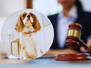 sfondo una donna avvocato e in primo piano cane lasciato solo in casa