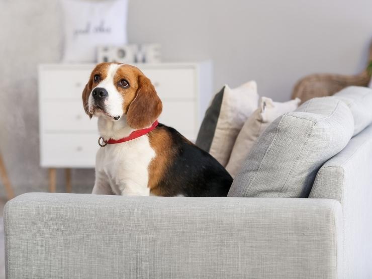 cane seduto sul divano