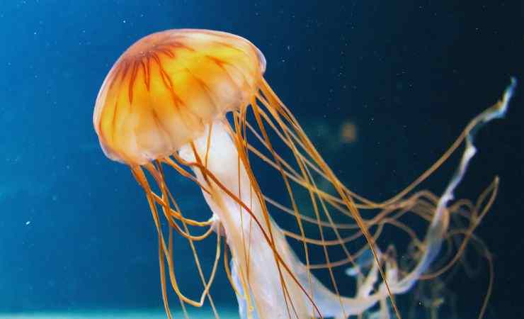 medusa nel mare