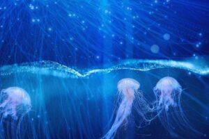 meduse in acqua