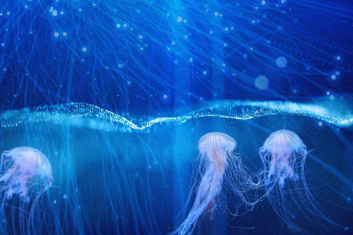 meduse in acqua