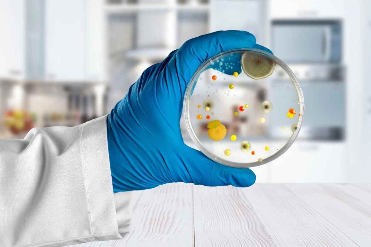 sfondo cucina mano che mostra petris di germi