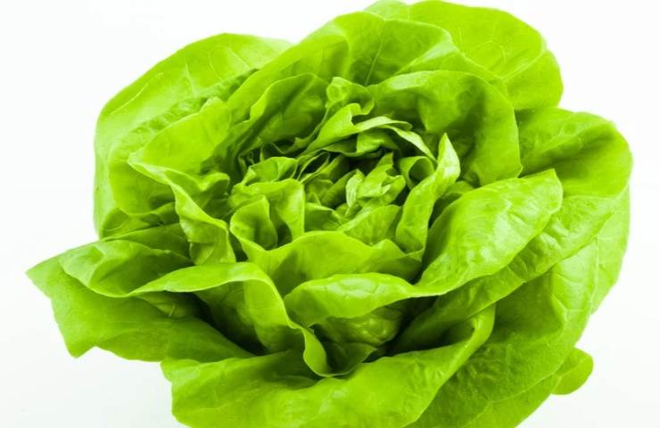 Cespo di lattuga fresca senza difetti 