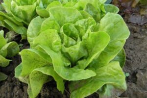 Lattuga fresca non ancora raccolta
