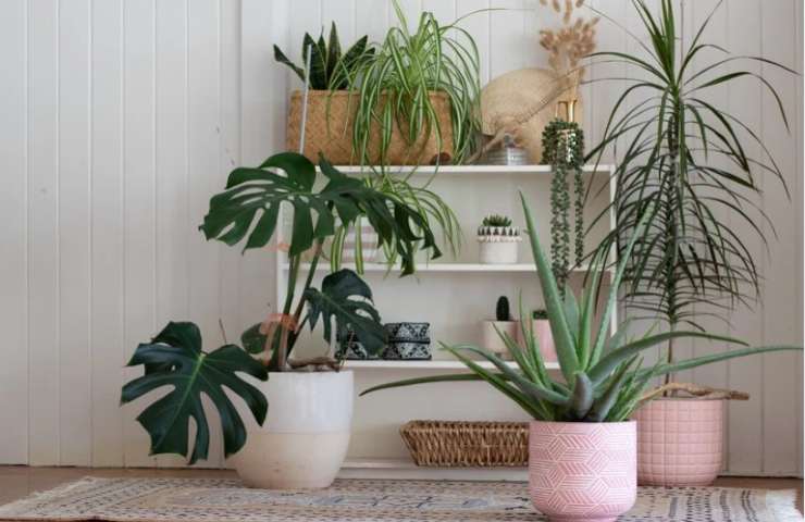Piante in vaso in casa