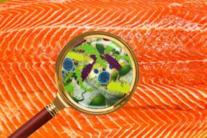 Salmone con lente di ingrandimento che ingrandisce la listeria
