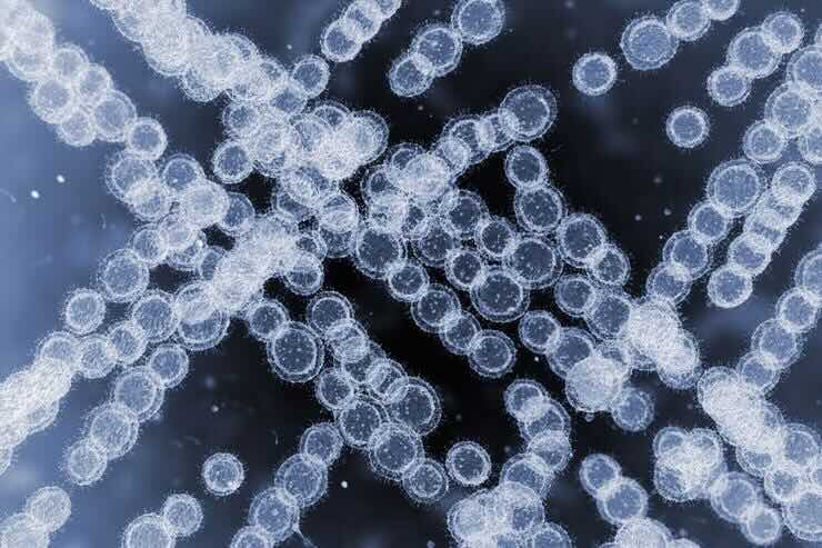 Candida Auris