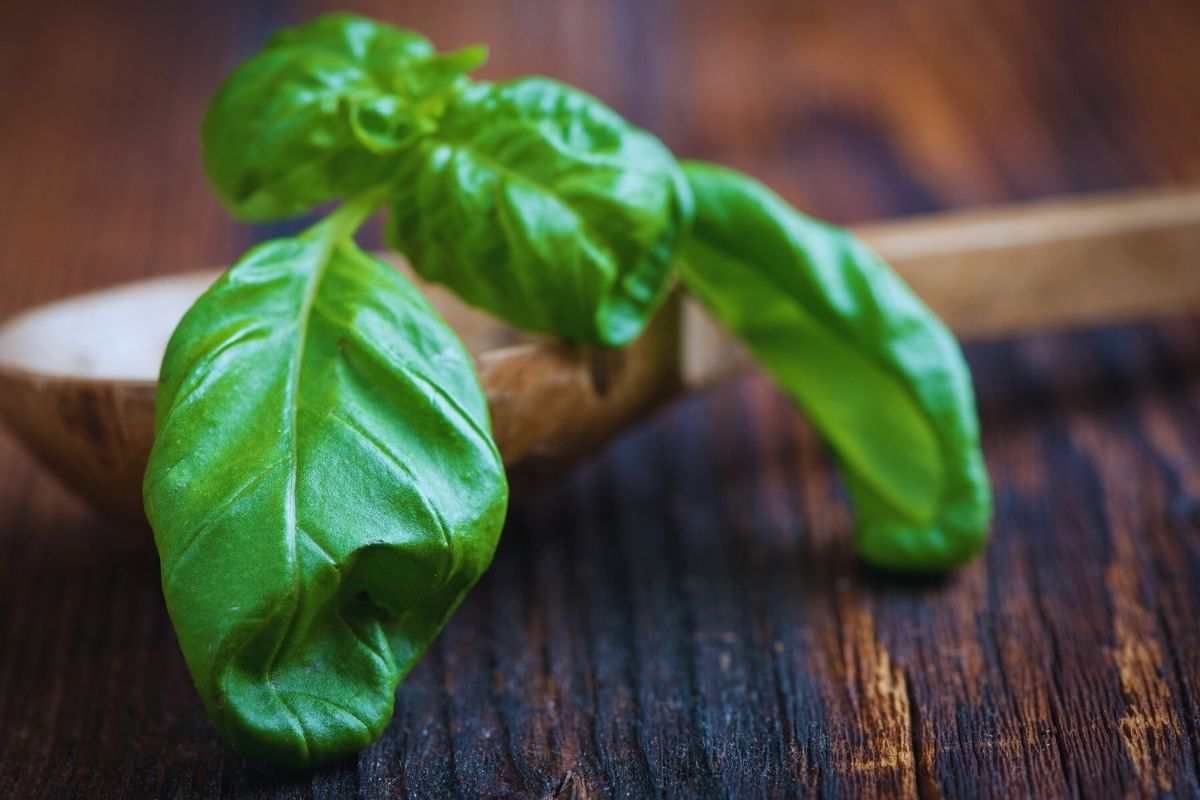 foglie di basilico