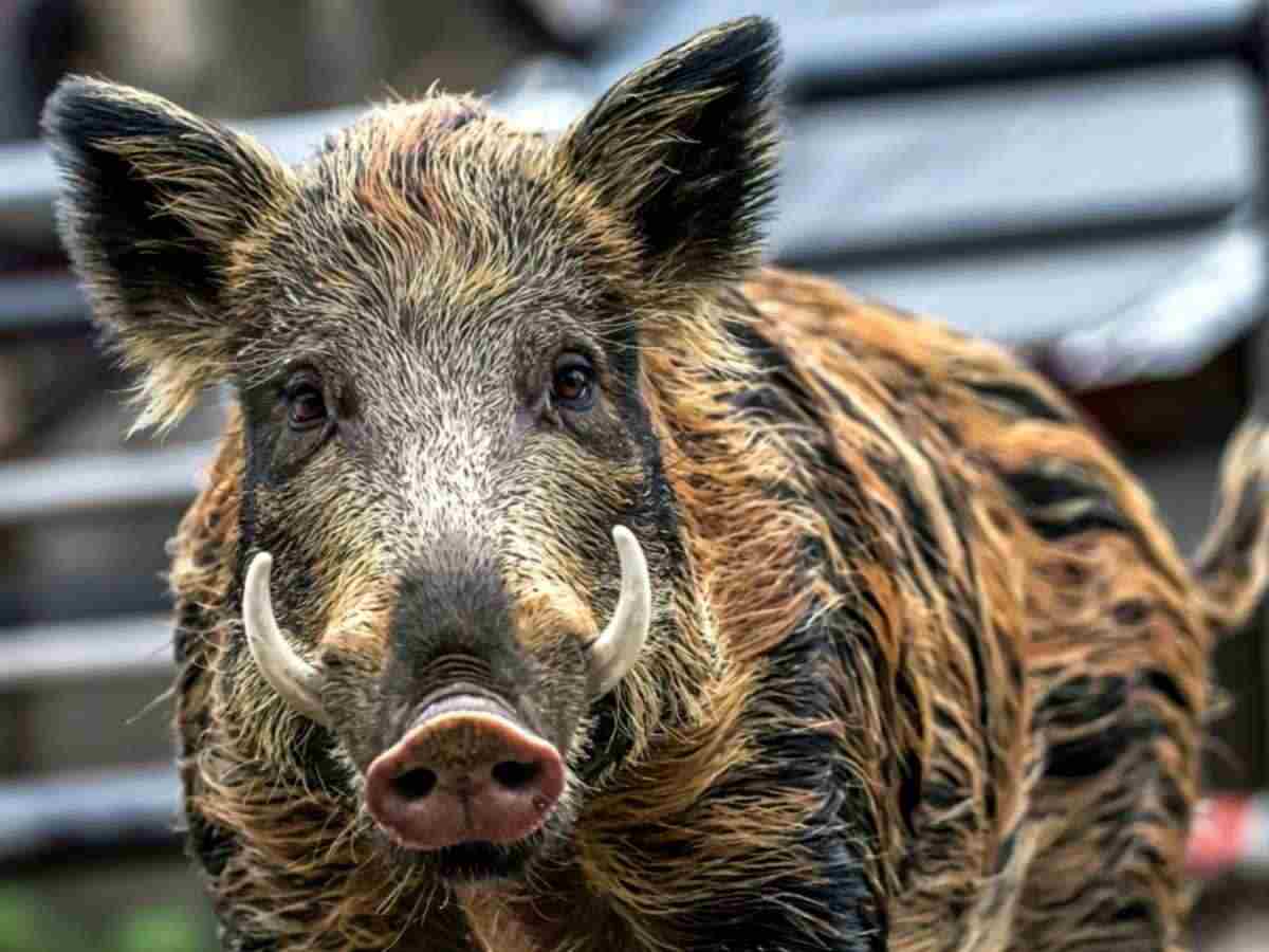 cinghiale