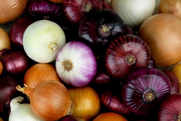 cipolle di vari colori 