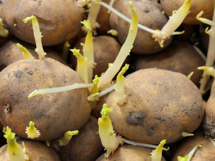 patate germogliate
