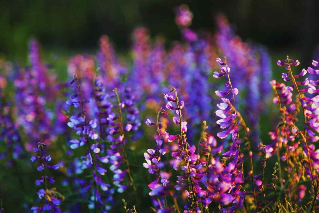 In questo piccolo paese ci sono più fiori che abitanti: un gioiello da visitare a due passi dall’Italia