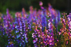 fiori in un prato