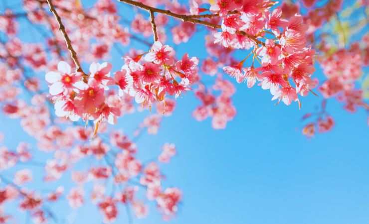 alberi di fiori
