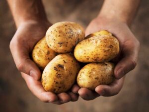 primo piano mano che tengono patate