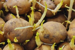 patate con germogli