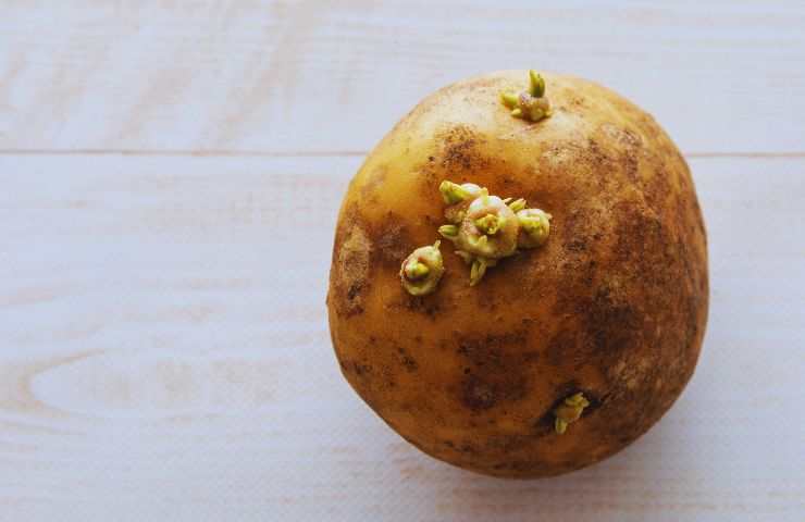 patate con germogli