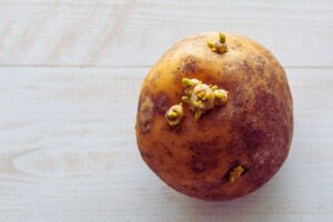 patata con germogli
