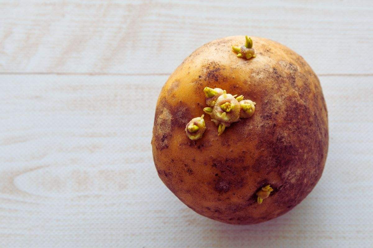 patata con germogli