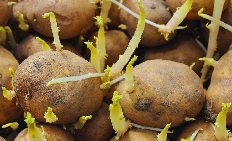 patate con dei germogli che crescono