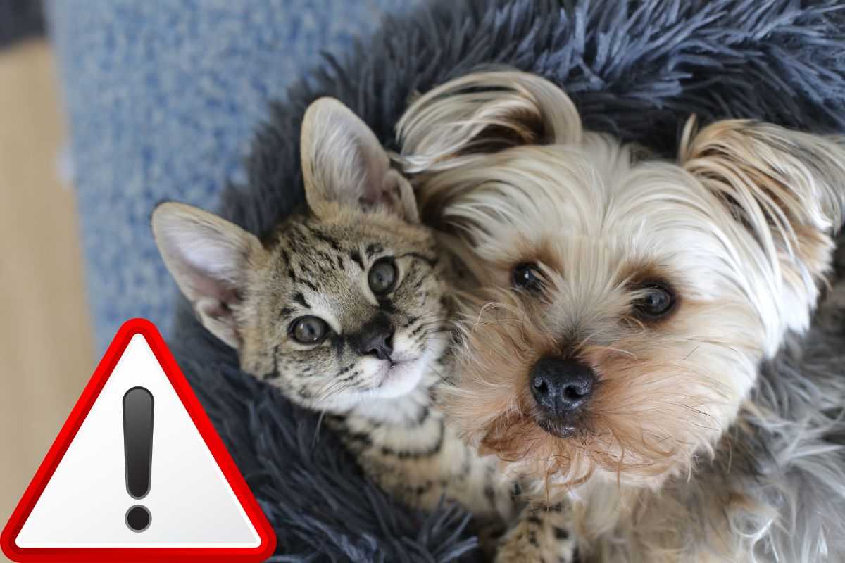 cane e gatto in casa con il segnale di pericolo