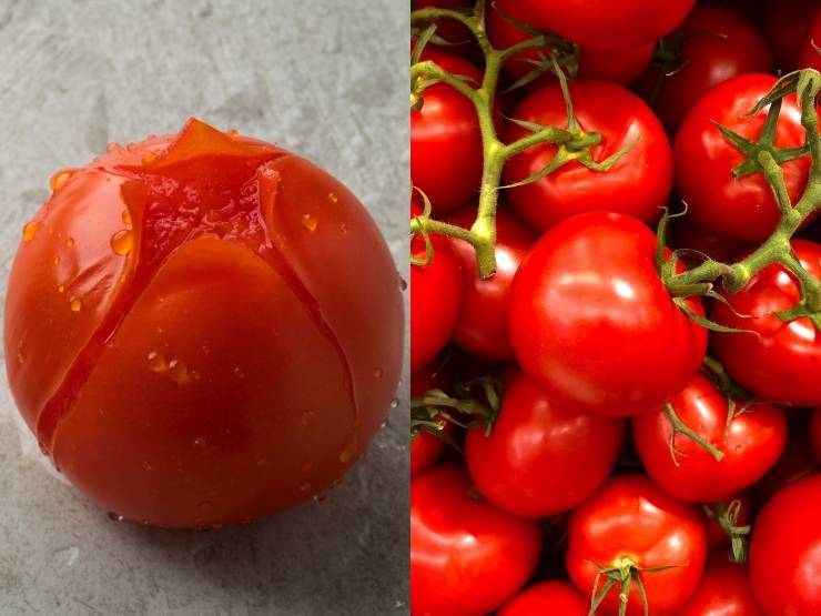 pomodorini in grappolo e pomodorino inciso sbollentato