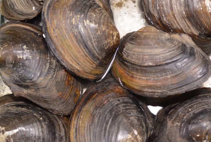 vongole chiuse