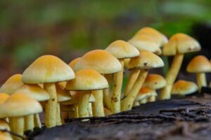 funghi