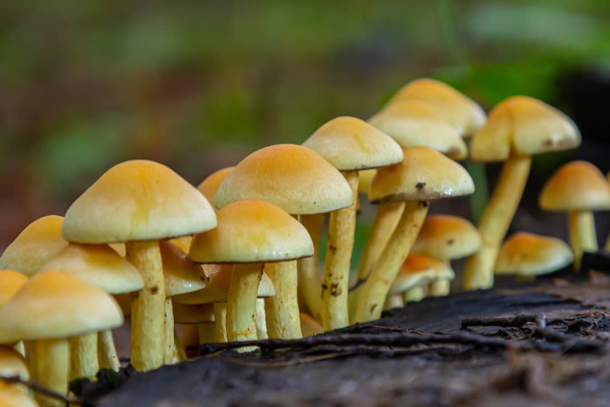 funghi