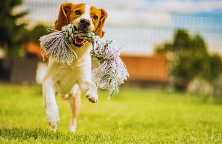 cane riporta un giochino