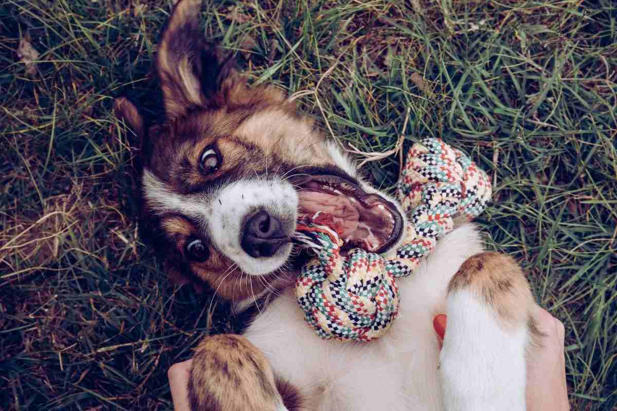 cane gioca con un giochino