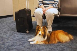 cane all'aeroporto con la padrona e trolley