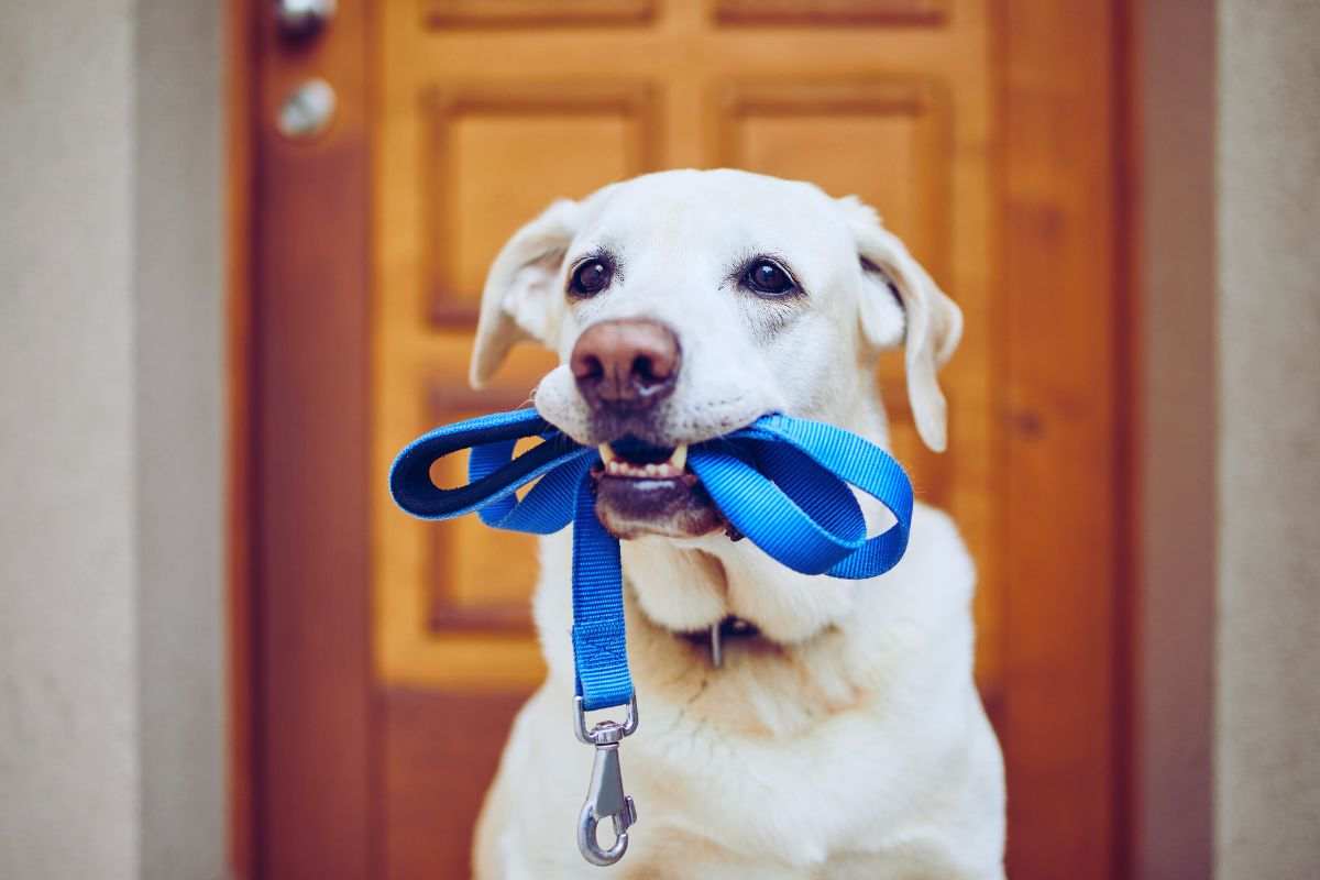 cane col guinzaglio in bocca