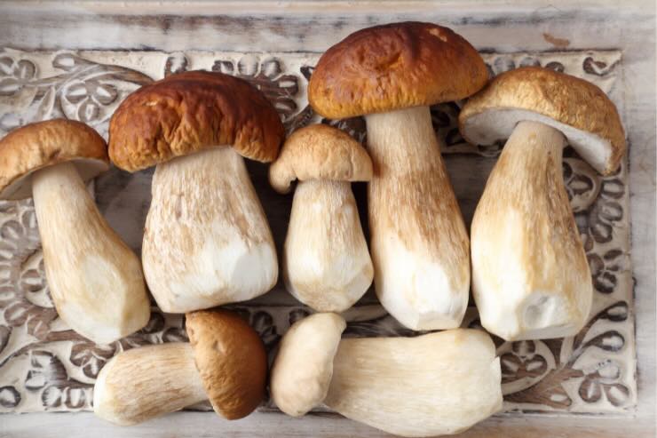 funghi
