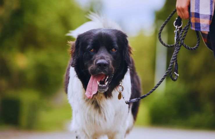 cane a passeggio