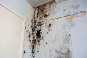 muro sporco di muffa